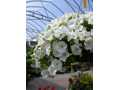 White petunias